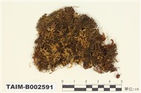 藏品(錦苔科)的圖片